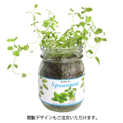 画像4: ミントガーデンジャー(スペアミント)