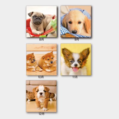 THE DOG’s(ザ・ドッグス)