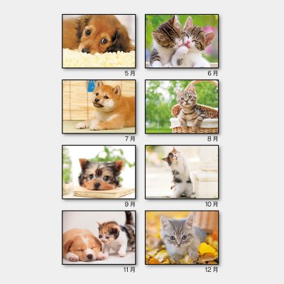 ドッグ&キャッツ