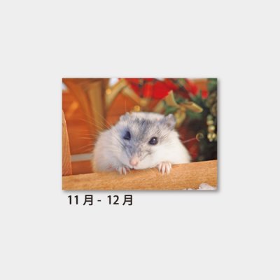 ちびっこアニマル(小動物7枚)