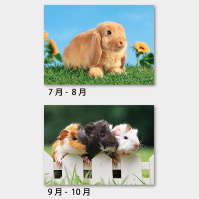 ちびっこアニマル(小動物7枚)