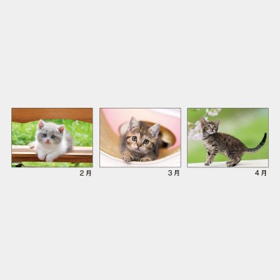 画像4: マイキャッツ