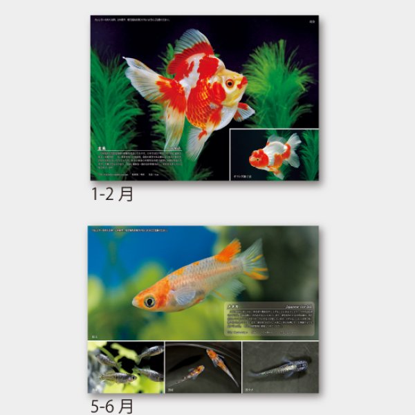 アクアワールド(熱帯魚7枚)