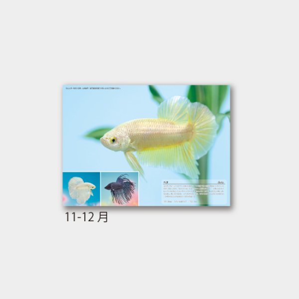 アクアワールド(熱帯魚7枚)