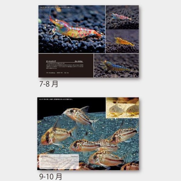 アクアワールド(熱帯魚7枚)