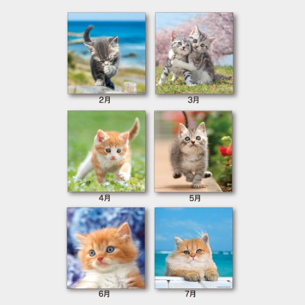 THE CAT’s(ザ・キャッツ)