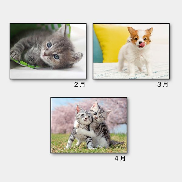 ドッグ&キャッツ