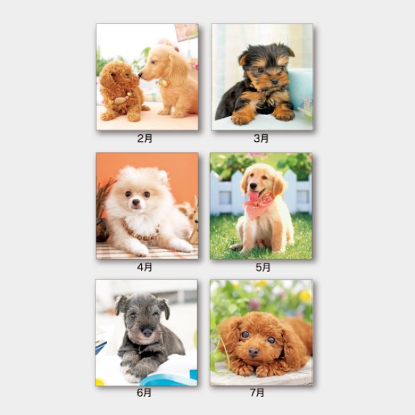 THE DOG’s(ザ・ドッグス)