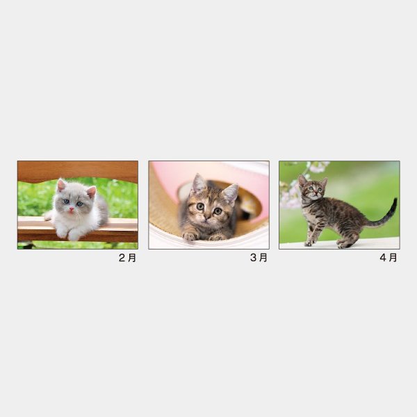 画像4: マイキャッツ (4)